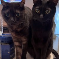 並んだ二匹の猫