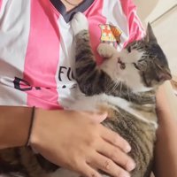 抱っこされ目を細める猫