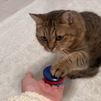 手の上のカスタネット