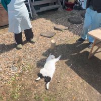 日向ぼっこする猫2