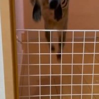 柵を飛び越える母猫