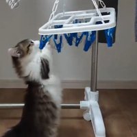 パンチする猫