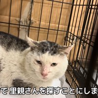 ケージの中にいる猫