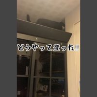 脱走防止扉と猫