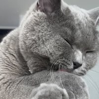 前足をなめる猫の写真