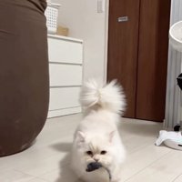 ネズミのおもちゃをくわえている猫（アップ）