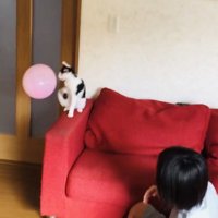 風船でバレーボールをする2人の男の子とハチワレ猫