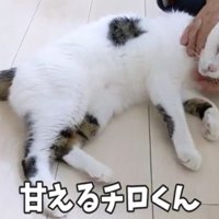 甘えるチロくん