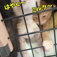 キャリーの中にいる子猫たち