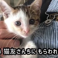 抱っこされる子猫