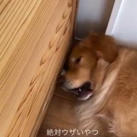 頭をパンチされて目を開ける犬