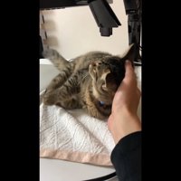 倒れる子さもじくん