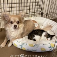 ペット用ベッドでくっついている犬と猫