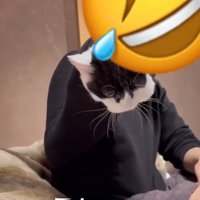 袖から出ようとする猫