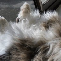 猫の足