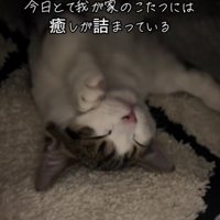 こたつで寝る猫