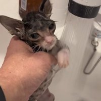 蛇口のお湯に向かって左前足を差し出している濡れた子猫のやや正面顔