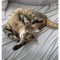 寝ている猫