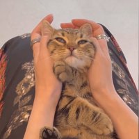 目の半分が瞬膜で覆われている子猫（顔上向き字幕なし）