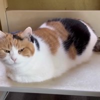 ミケの紹介写真