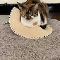 帽子の上に座る猫