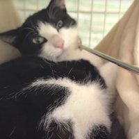 撫でられている猫