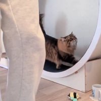 キャットホイールを使う猫