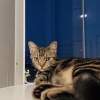 窓辺でくつろぐキジトラ猫