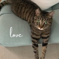 前足を伸ばして横になりカメラを見上げる猫