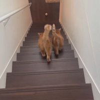 体を合わせては走る猫