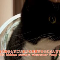 キャットトンネルに入っている猫