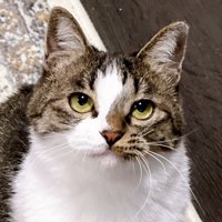 飼い主を見上げる冬毛の猫