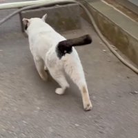 路地を歩く白黒猫の後ろ姿