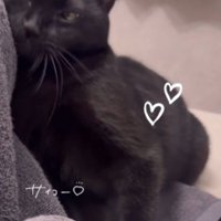 スリスリする猫