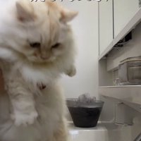 洗面台に降ろされる猫