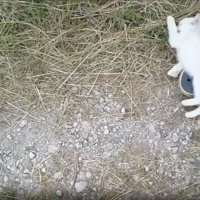 足の上に寝転ぶ子猫