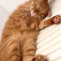 風呂のフタの上で眠る猫