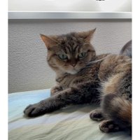 猫と子ども
