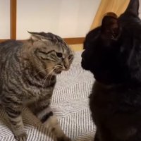 仕掛ける猫