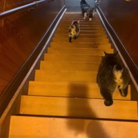 階段を降りるキジトラ猫の後ろ姿