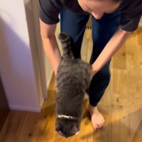 猫を床に下ろそうとする女性
