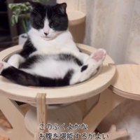 キャットタワーの上であおむけで寝ている猫