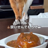 テーブルの縁に立って満足そうな表情を浮かべる猫