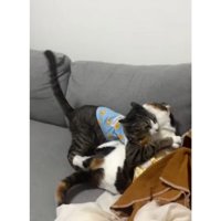 ケンカしている猫たち