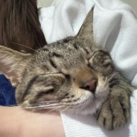 抱っこされ眠る猫