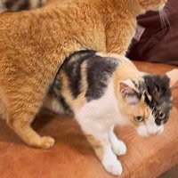 猫の下にもぐる三毛猫