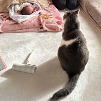猫の後ろ姿