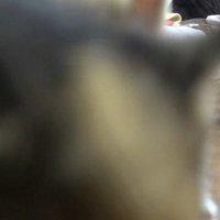 歩き出すクリームちゃん
