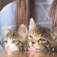 机の端から顔を出して机を舐めている子猫