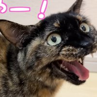鳴く猫（やー！）